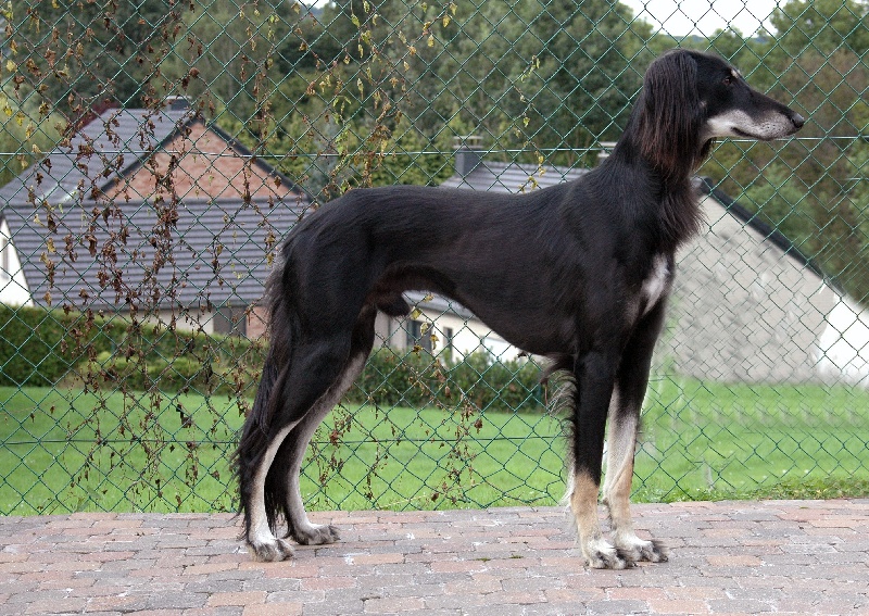 CH. El ebony d'alfabia